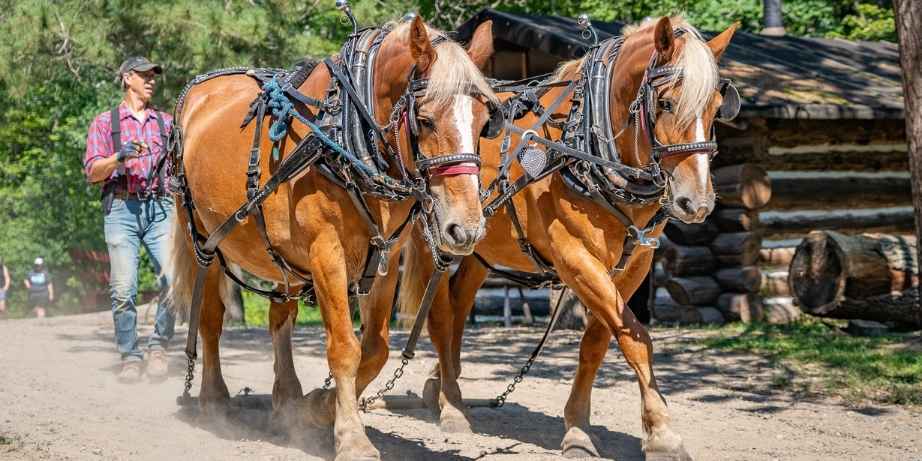 Real Horsepower Forest History Center